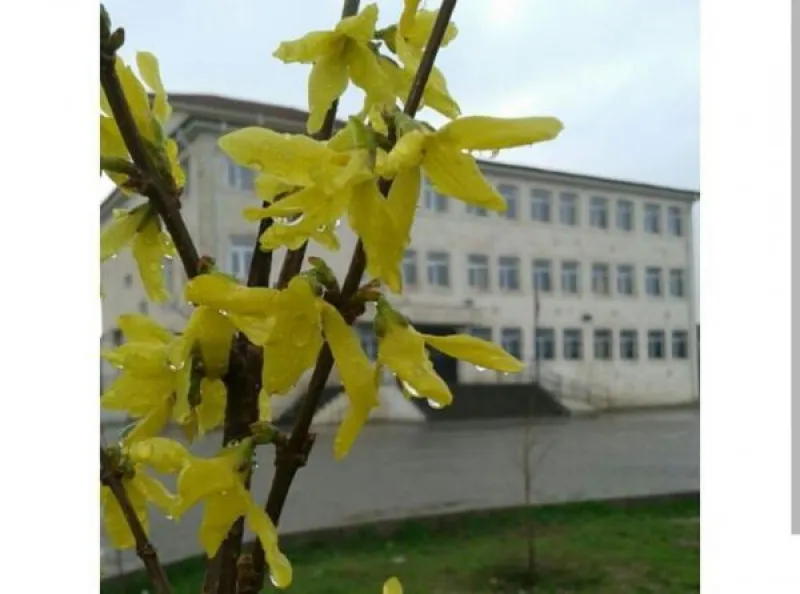 Sarıbuğday İlkokulu Fotoğrafı
